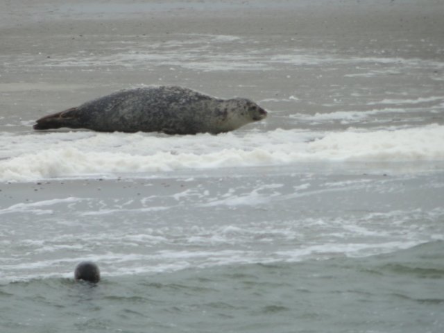HWK Texel 222.jpg